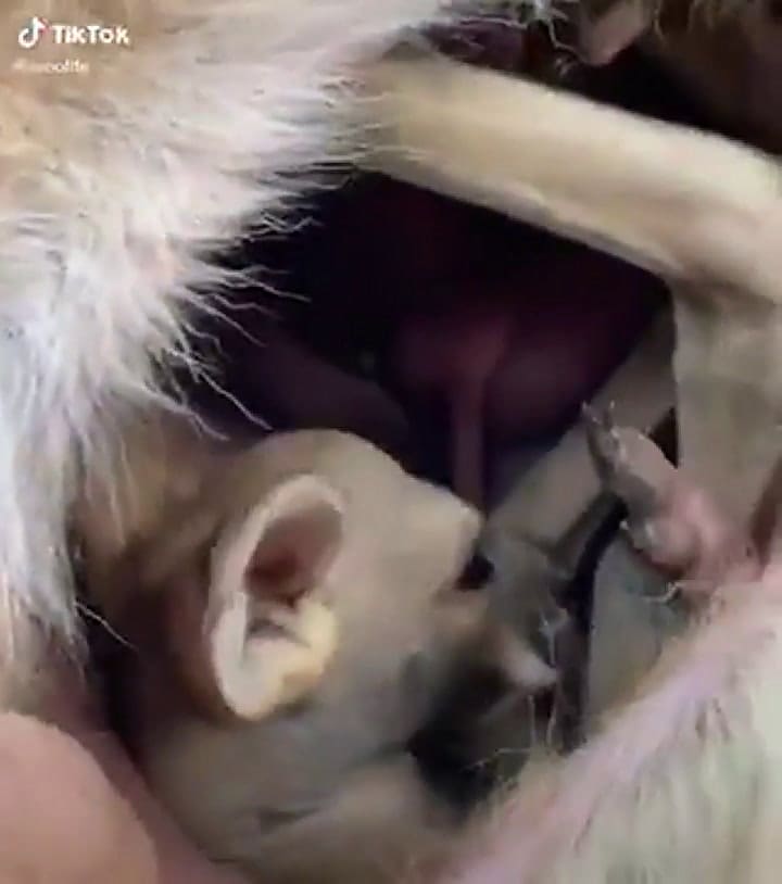 Cómo es por dentro la bolsa de un canguro