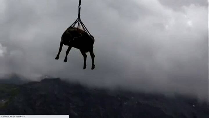 Vacas lesionadas son transportadas en helicóptero y las imágenes se viralizan