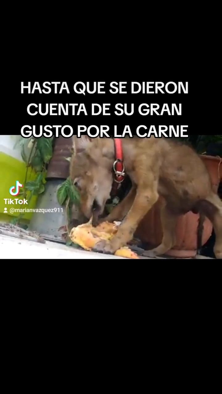 Adoptó un perro y se llevó una gran sorpresa