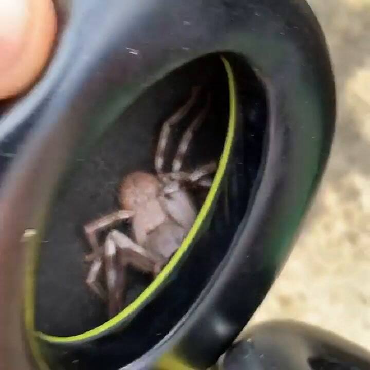 Un hombre encontró una araña gigante escondida en sus auriculares