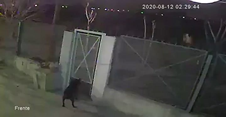 Así arrojaron a una mujer asesinada a una zanja