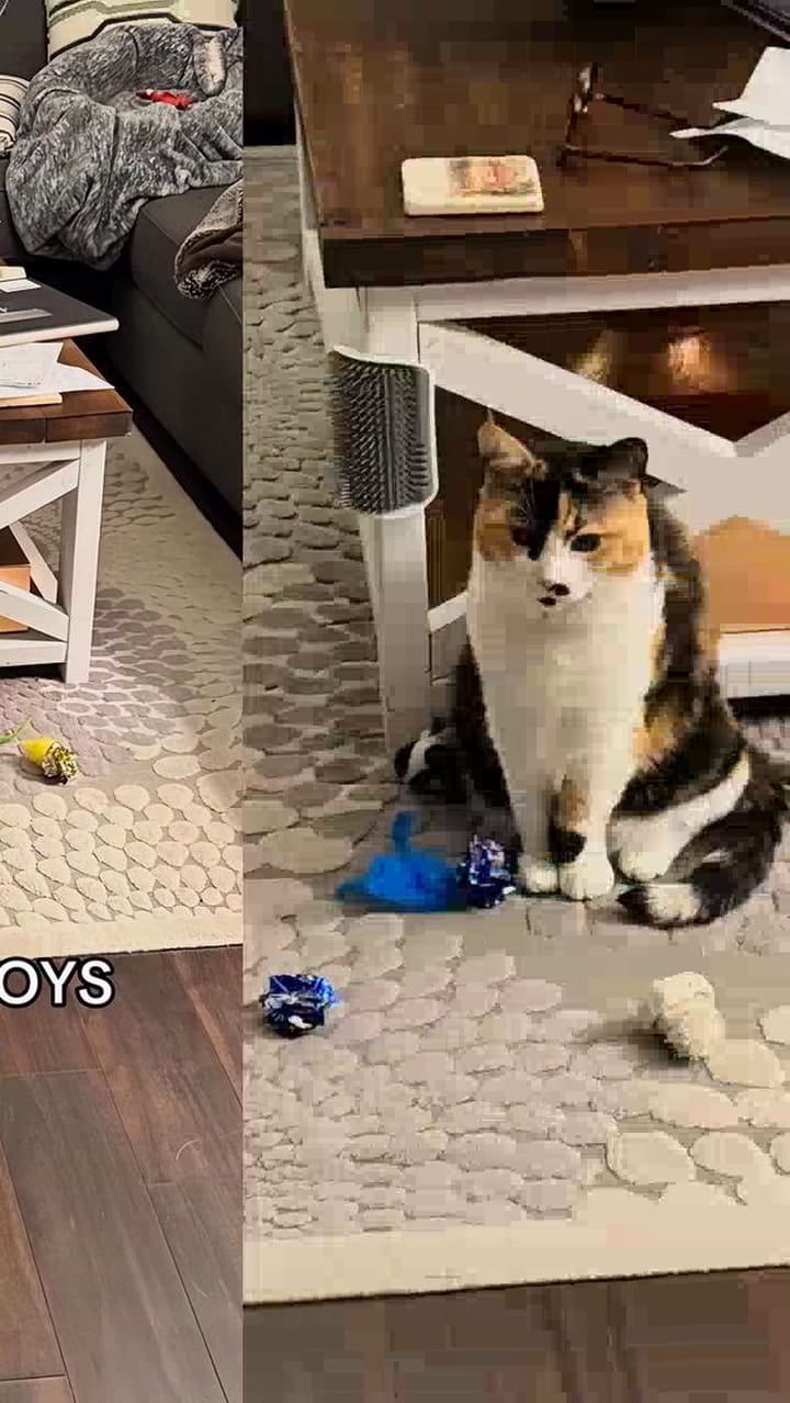 La tierna historia de amor entre una gata y su humano que despertó suspiros en las redes