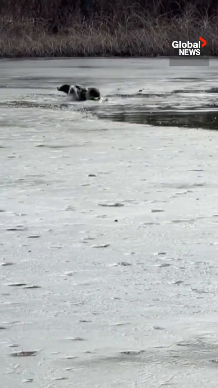 Así fue el rescate de una perra en un lago congelado