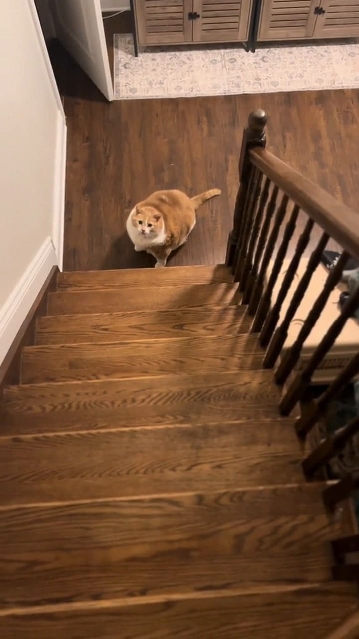 Biggie Smalls y su video más viral en TikTok al subir las escaleras de una casa