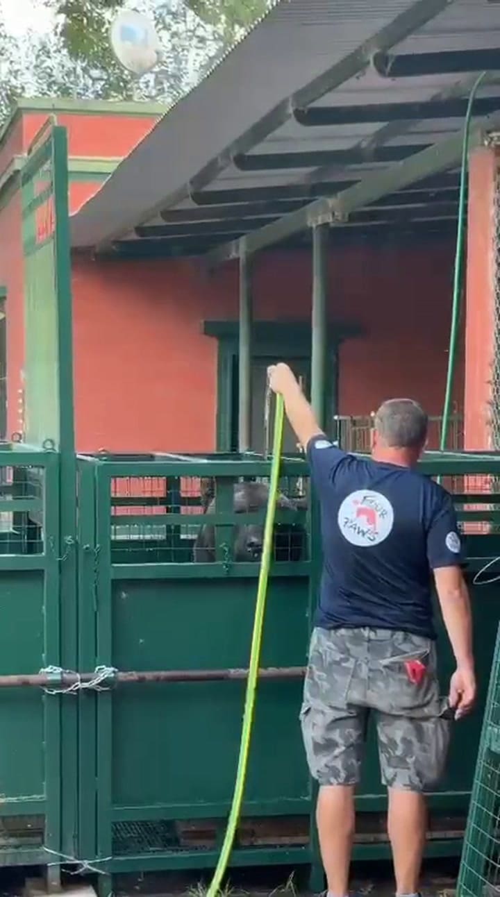 Refrescan a uno de los osos de Luján durante los preparativos