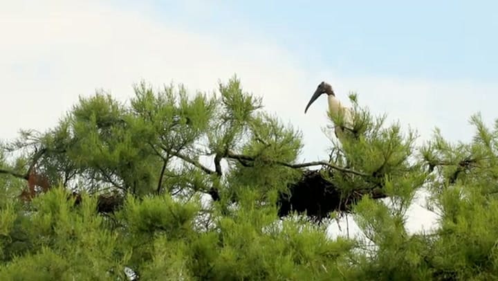 Así es la reserva de los Stevenson en Florida - WFSU Ecology