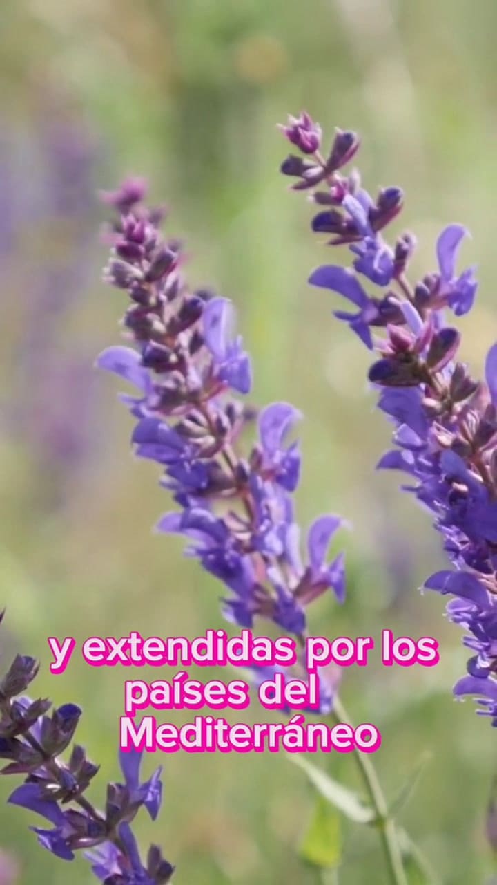 Salvia
