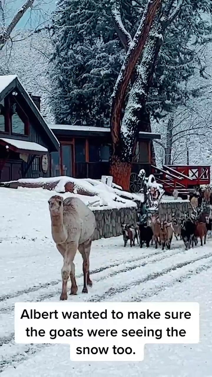 Un camello conoció la nieve
