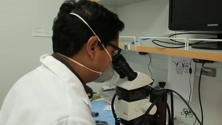Langostas que detectan bombas - Universidad de Washington