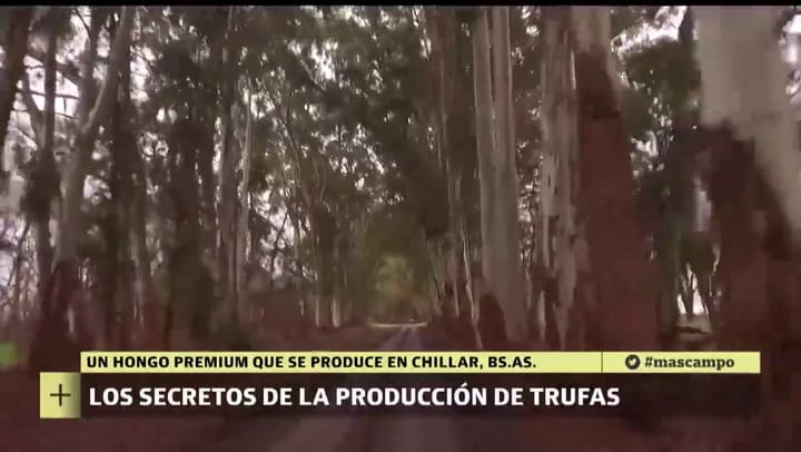 Las trufas, el oro negro de la gastronomía por LN+ Campo