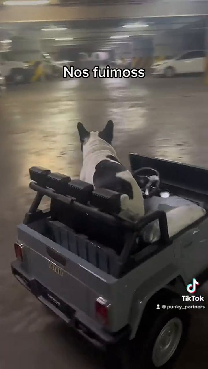 Perro que pasea en su auto se volvió viral