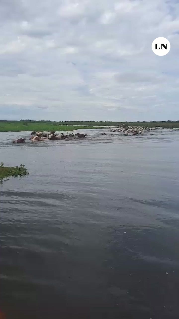 Arreo de vacas de las islas a tierra firme, en Goya, Corrientes, por la crecida del río Paraná
