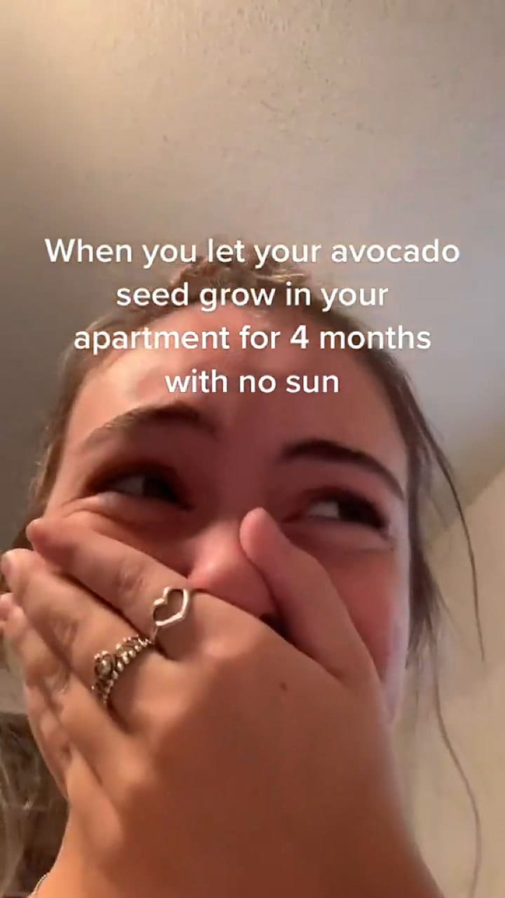 Una tiktoker dejó la semilla de una palta durante cuatro meses y el resultado se volvió viral