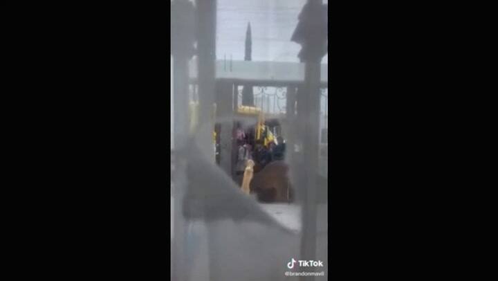 Un perro que vive junto a una escuela espera a los niños desde que empezó la cuarentena