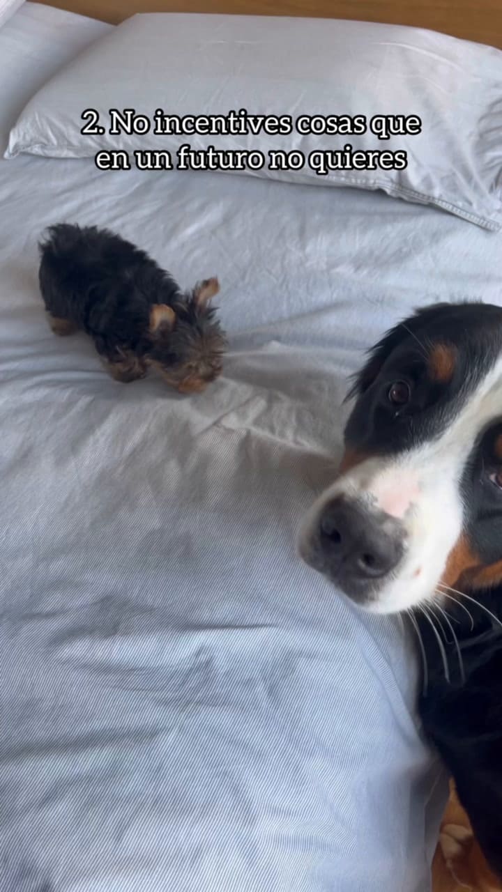 ¿Tienes Un Cachorro Comenta Un