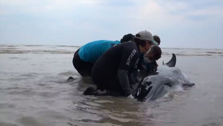 El rescate de una ballena enana en Punta Rasa. Fuente: Youtube