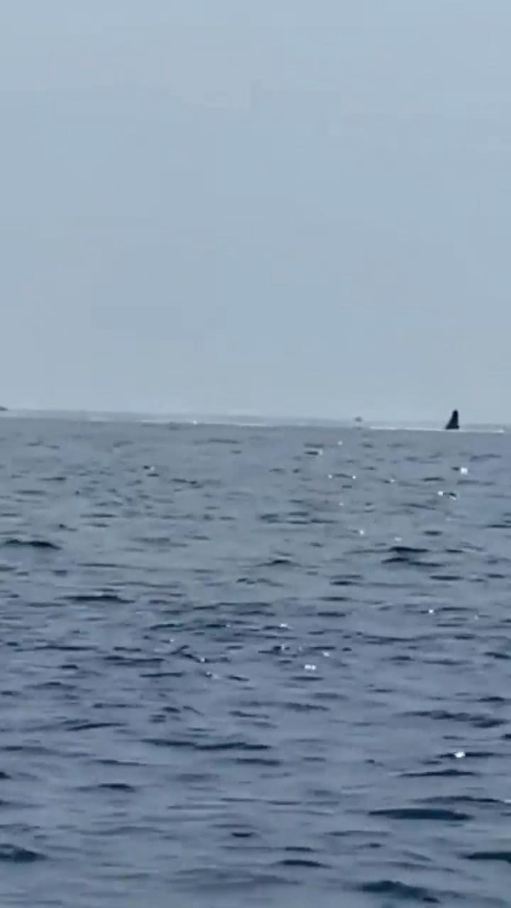 El salto sincronizado de tres ballenas jorobadas que recreó un espectáculo único