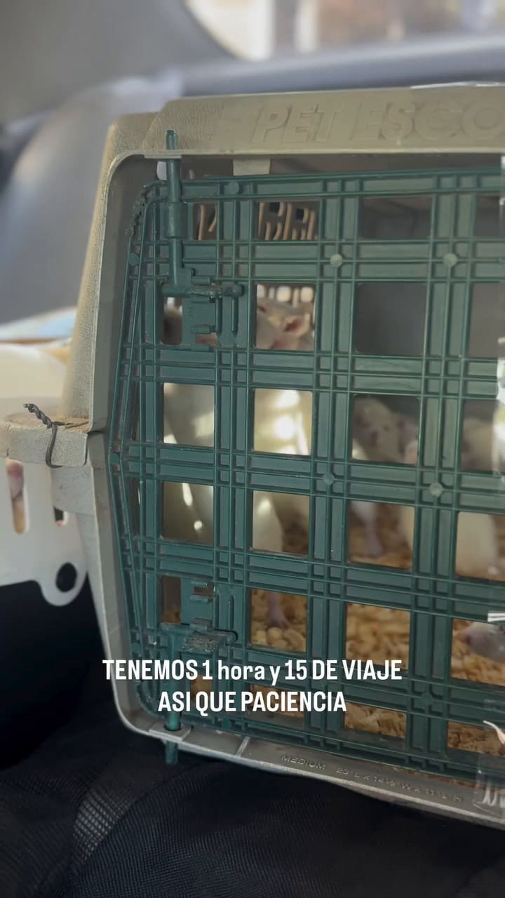 El rescate de las ratas y ratones