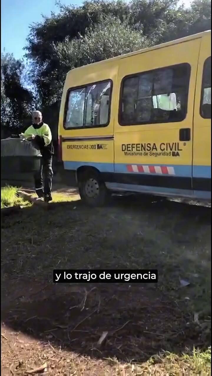 La historia del gavilán recuperado que pudo volver a la naturaleza