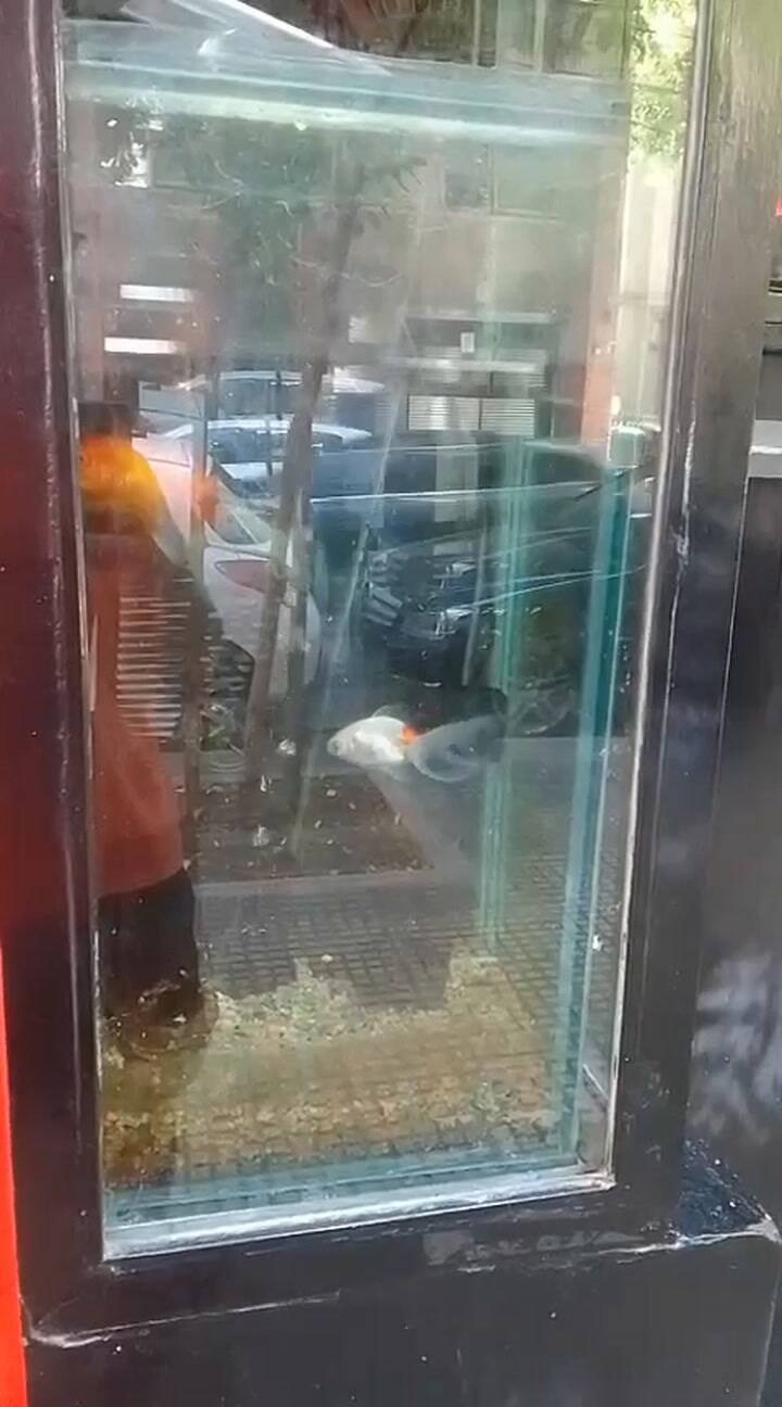 Rescataron peces expuestos en un local de sushi de Las Cañitas