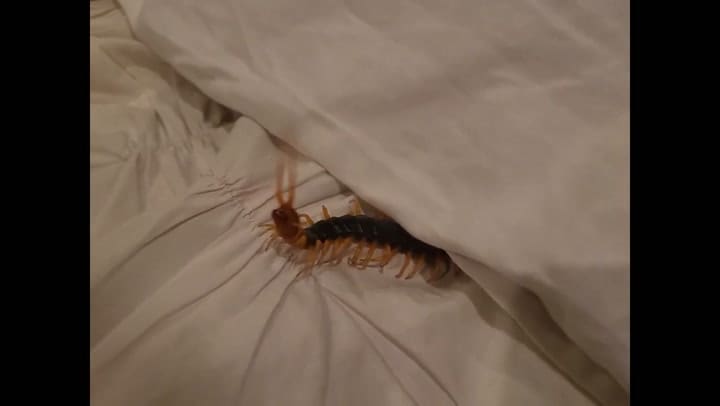 Se encontró una espantosa criatura