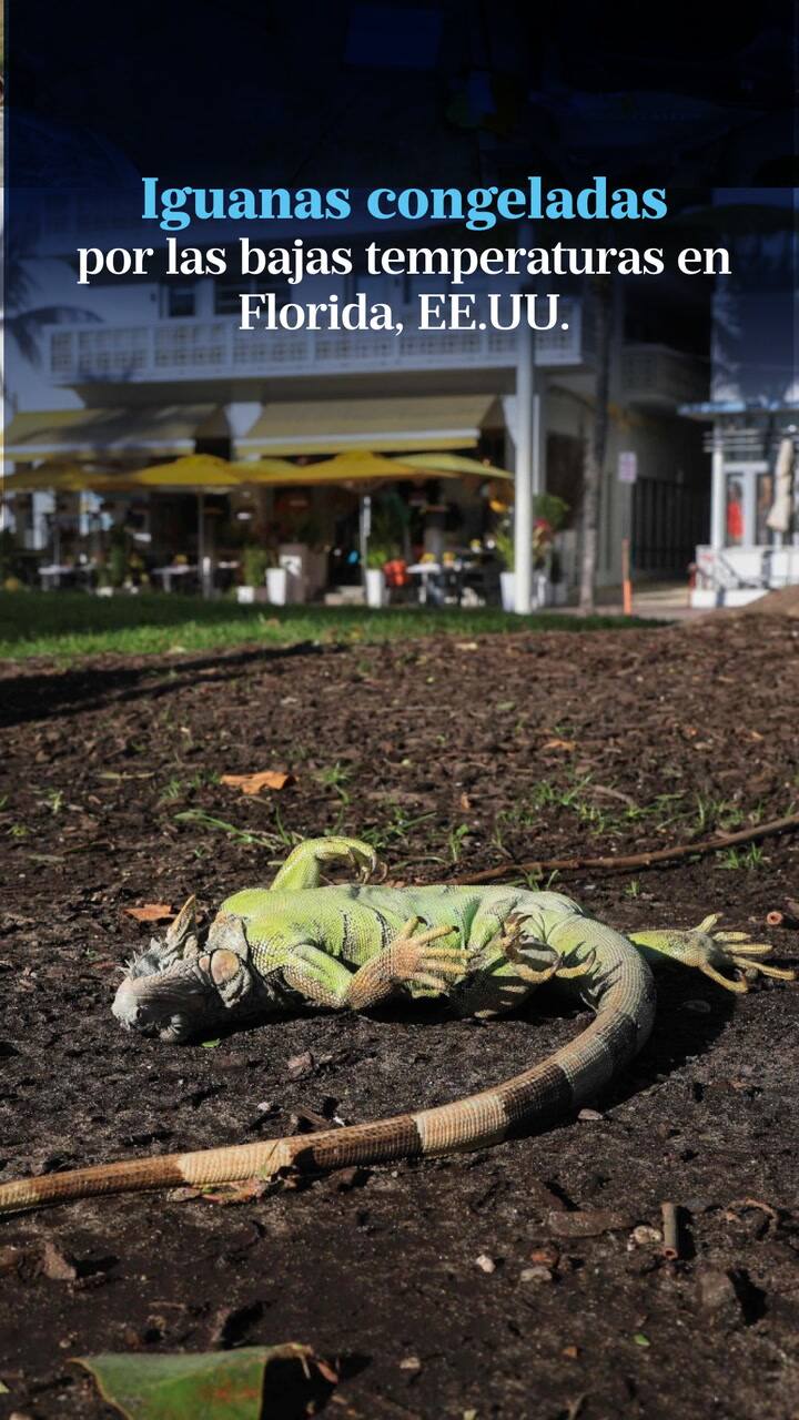 Iguanas congeladas. El frío extremo hace que caigan de los árboles en Florida, EE.UU.