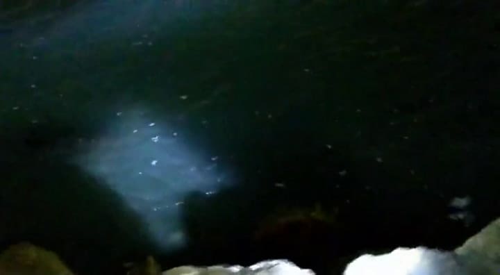 Filman en Mar del Plata a un tiburón gigante de más de 100 kilos
