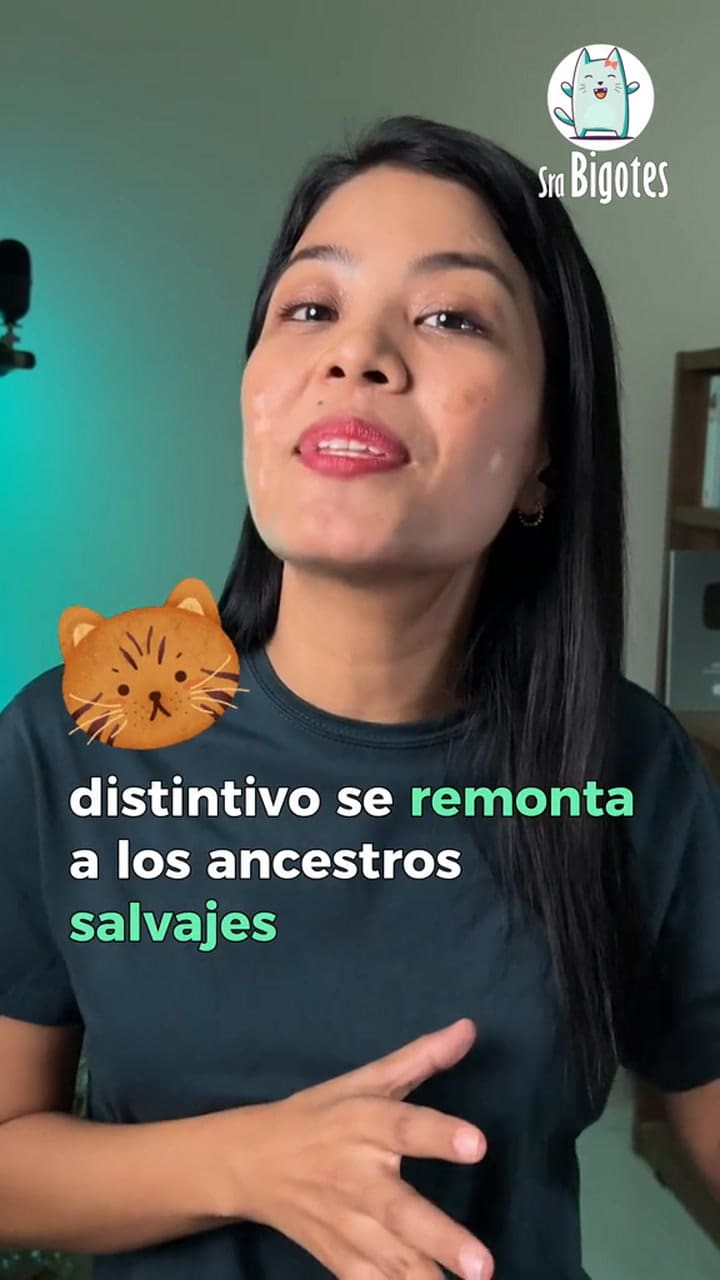 Los Gatos Atigrados O Tabby Tienen Un Pelaje Que Proviene De Sus Antepasados Salvajes Africanos Y Que Tiene Una M En La Frente Por Distintas Leyendas.