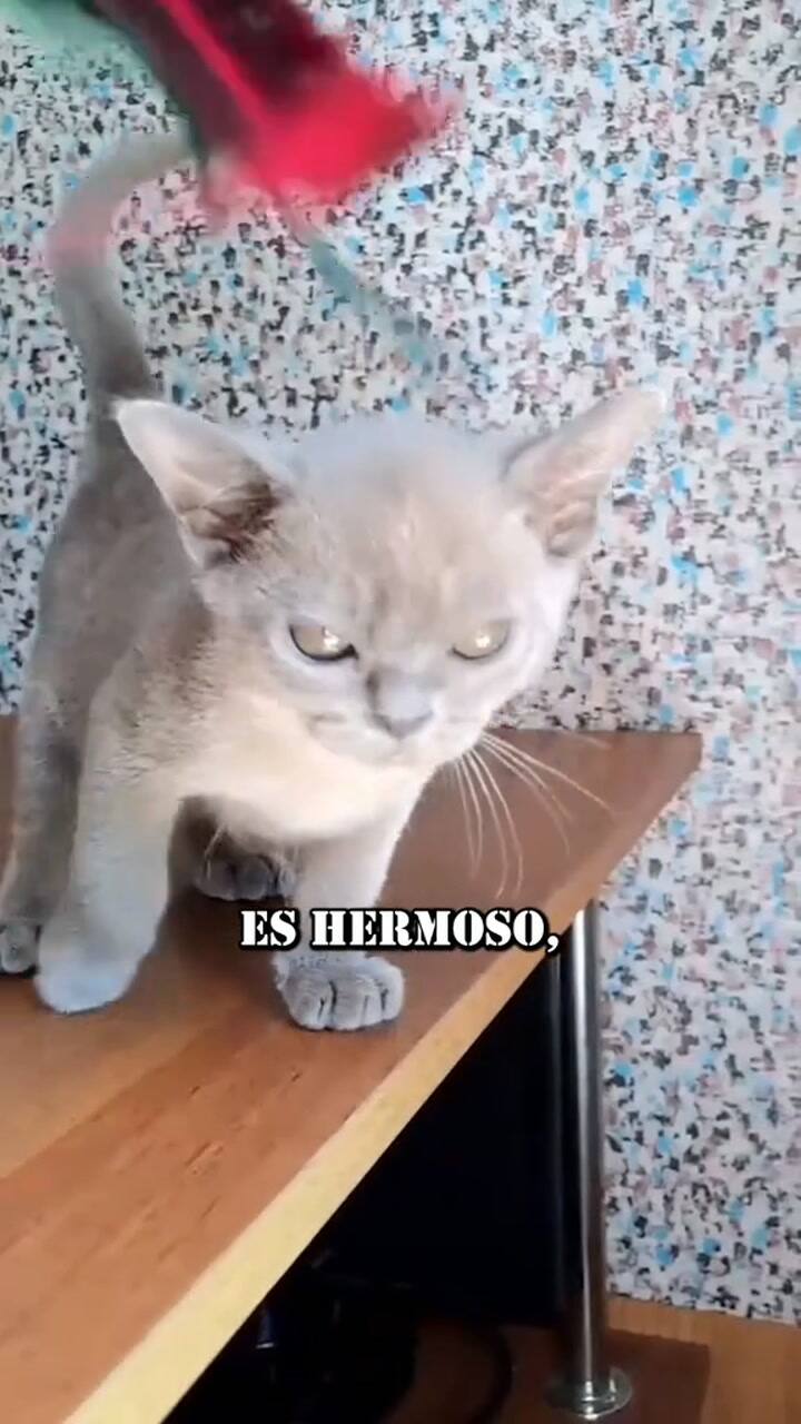 ¿Cómo es el gato burmés, el felino más longevo del mundo?
