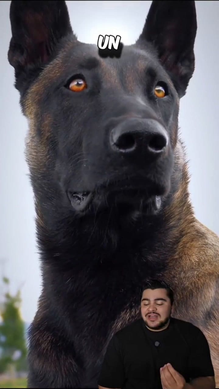 Por qué el pastor belga malinois es considerado el perro más inteligente del mundo