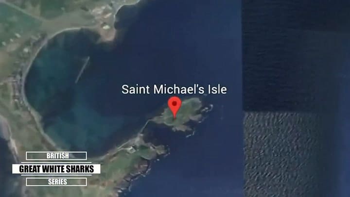 Un youtuber, amante de la naturaleza, retoma video sobre avistamiento de tiburón blanco