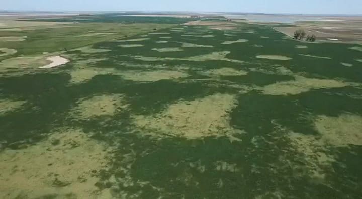 Un lote de soja afectado por las altas temperaturas en el oeste bonaerense