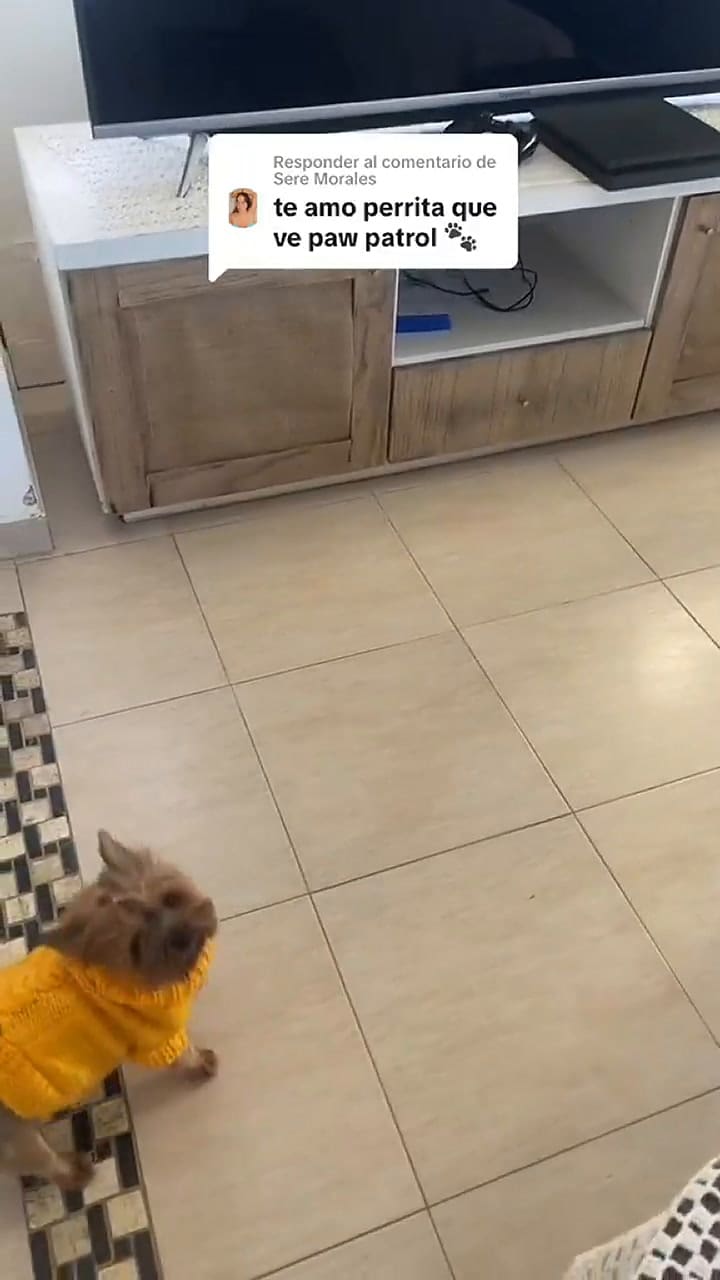 La reacción de un perro a ver Paw Patrol