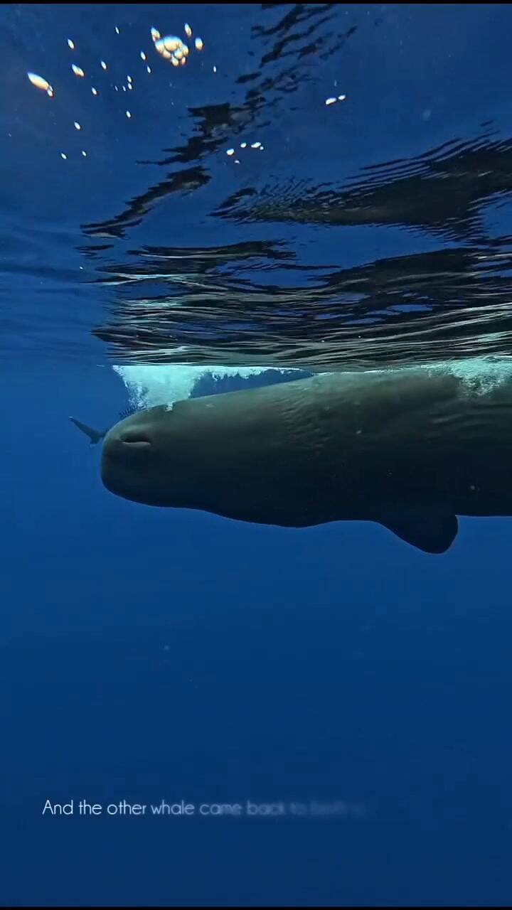 El momento en el que las ballenas alejan al tiburón