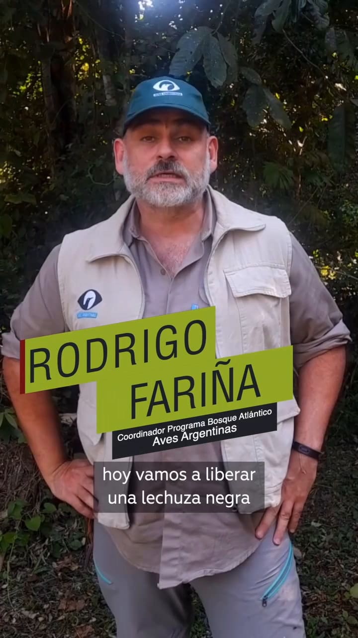 Así fue la liberación de un ejemplar de lechuza negra