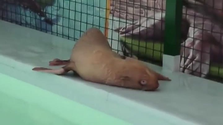 Hallazgo: descubren una rara foca 'pelirroja' y temen que su colonia la ataque