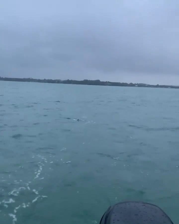 Tiburón saltando en el agua