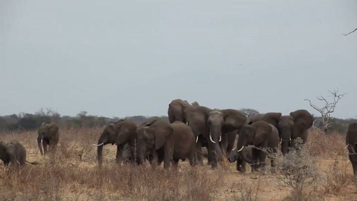 La Tierra se queda sin animales salvajes - Fuente: AFP