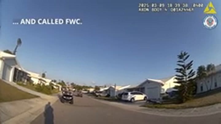La cámara corporal del oficial del Departamento de Policía de Bradenton capturó la escena: un caimán aterrorizó a vecinos de River Isles