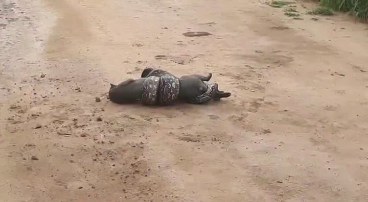 El ataque de una boa lampalagua a un puma yaguarundi, en Salta - Fuente: Facebook