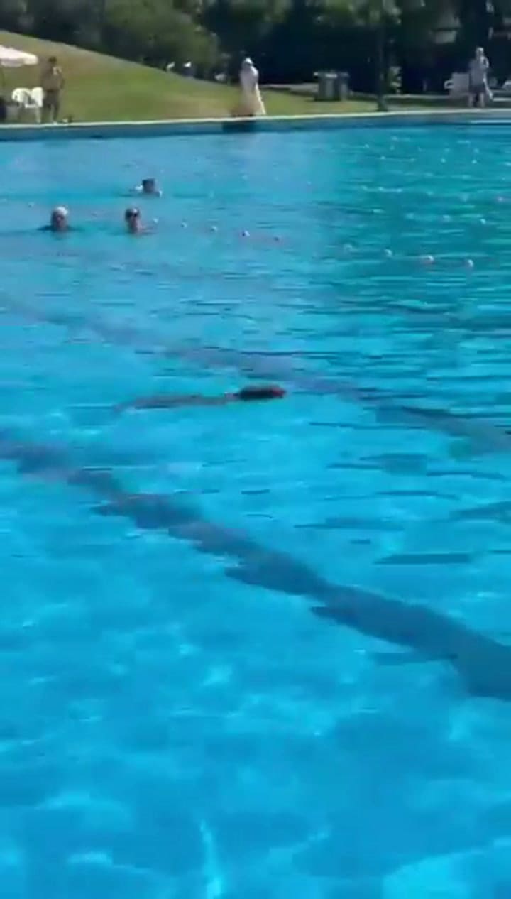 En medio de la ola de calor, un carpincho se metió en la pileta del Club Náutico de San Isidro