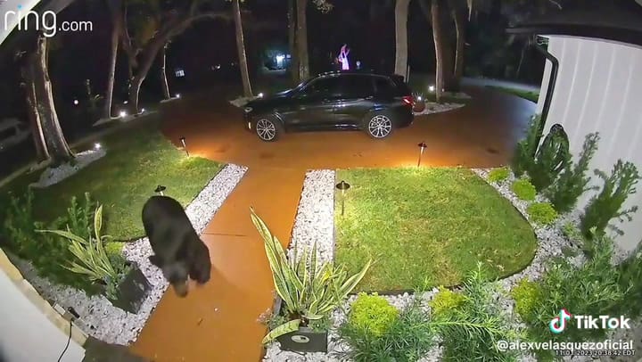 Un oso robó un pedido de comida