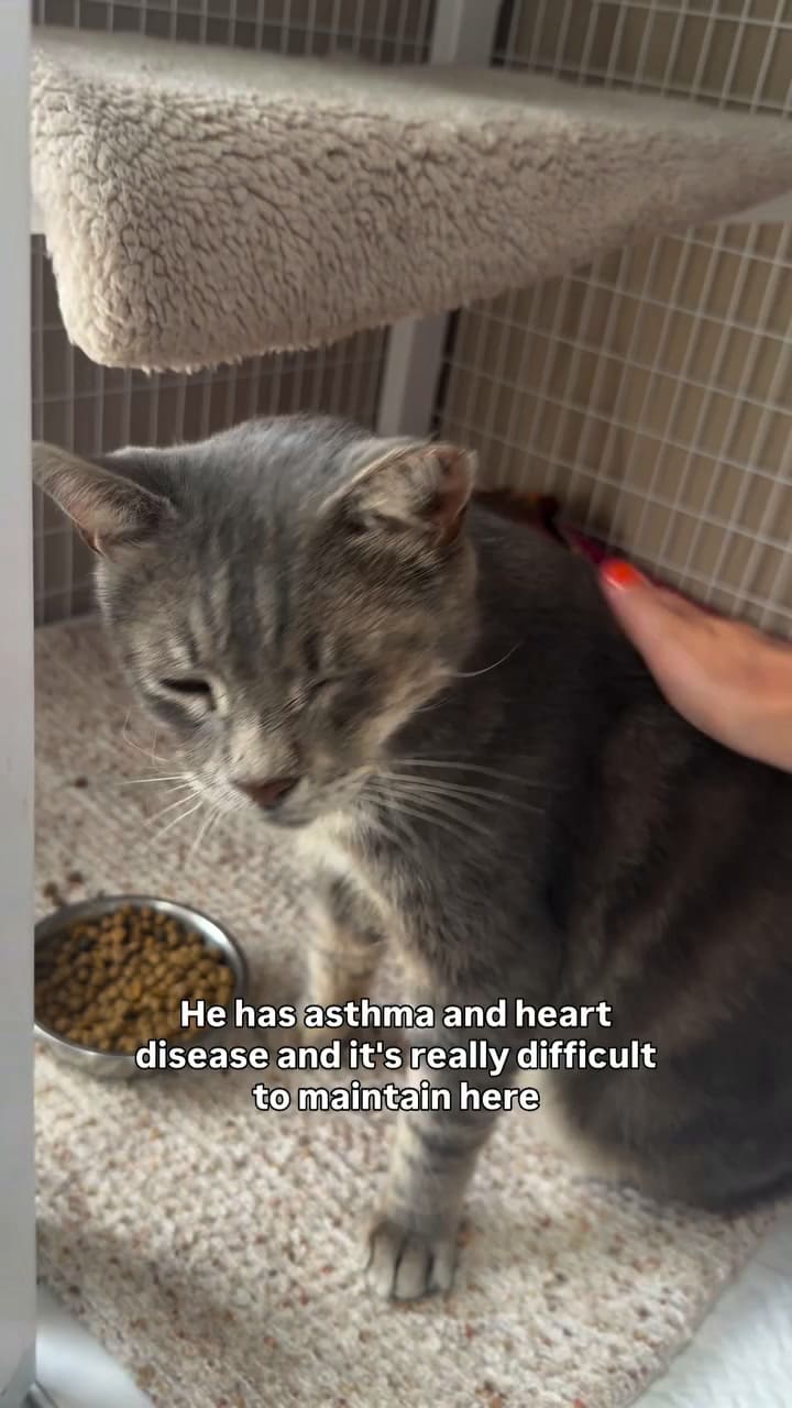 Un gato apareció sobre un paquete de Amazon, lo rescataron y ahora espera una familia que lo adopte