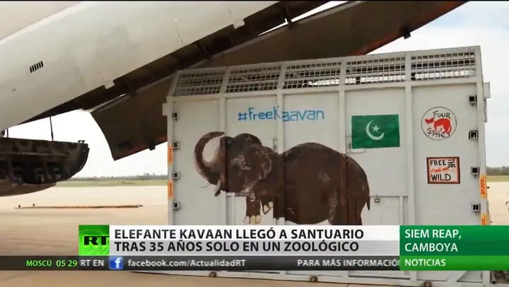 El elefante más solitario del mundo