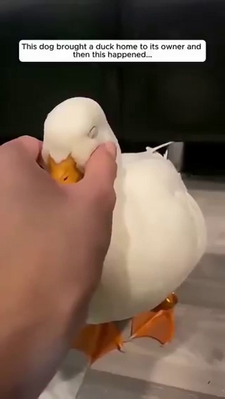 Un perro salvó a un pato y se volvieron amigos