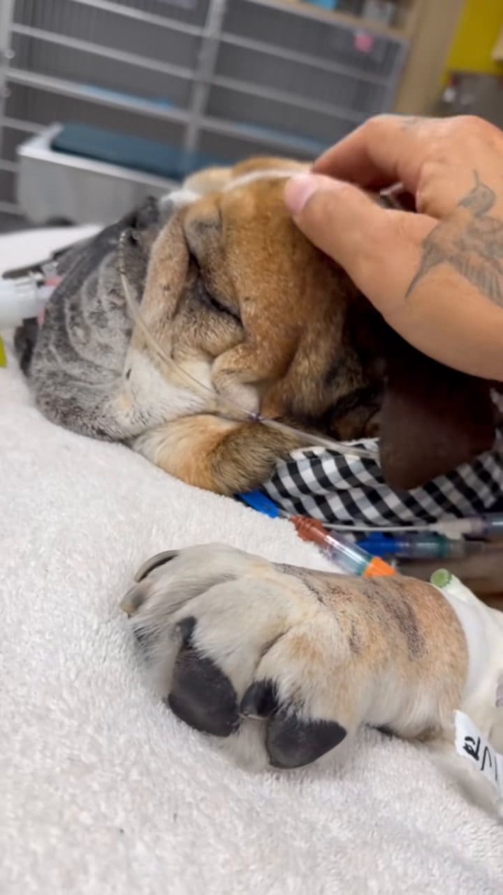 Lewis Hamilton despidió a Roscoe con un video emotivo en TikTok