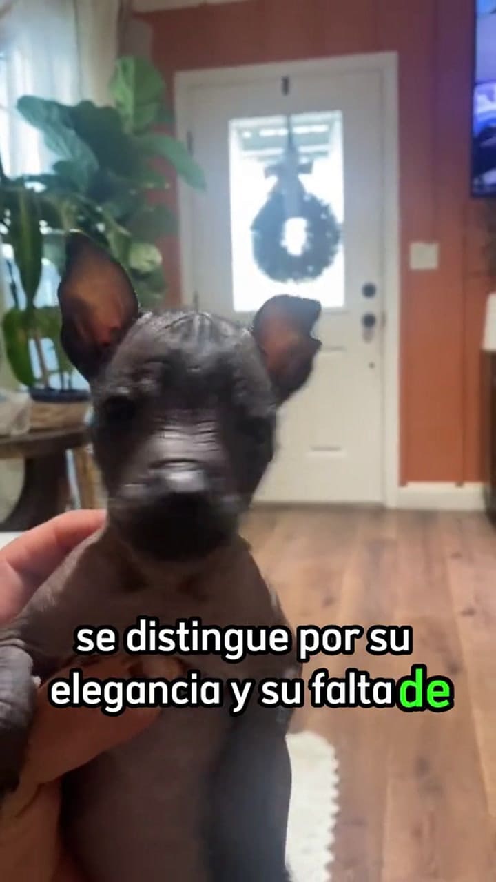 Las razas de perro más extrañas del mundo