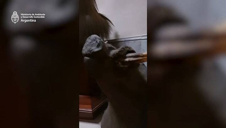 Encontraron animales embalsamados en la fábrica de chocolates FelFort
