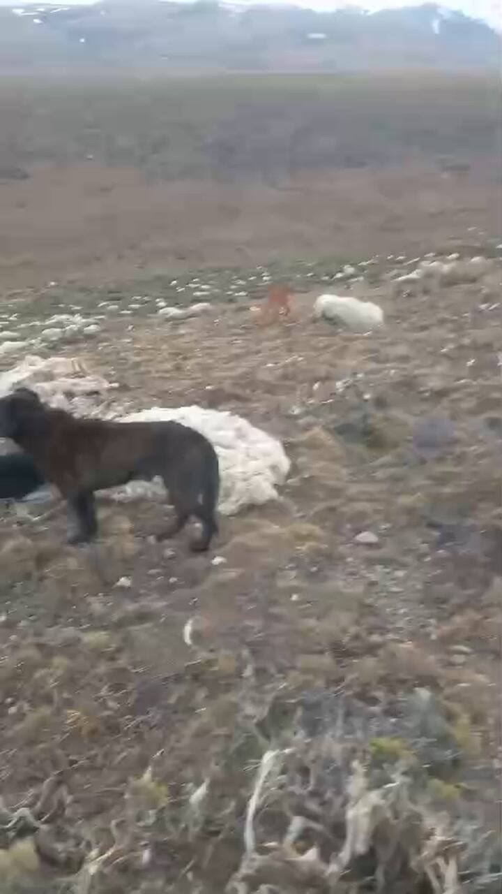Ovejas Después De La Nieve