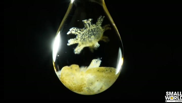 Medusas en una gota de agua (Benedikt Pleyer)
